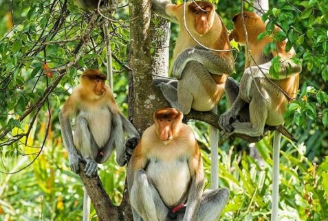 Borneo Proboscis monkeys