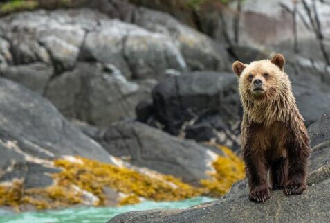 Bear, Canadian British Columbia