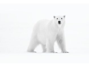 Polar bear, Canada