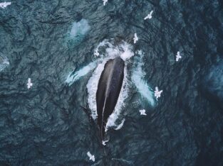 Whale watching, Vancouver Island