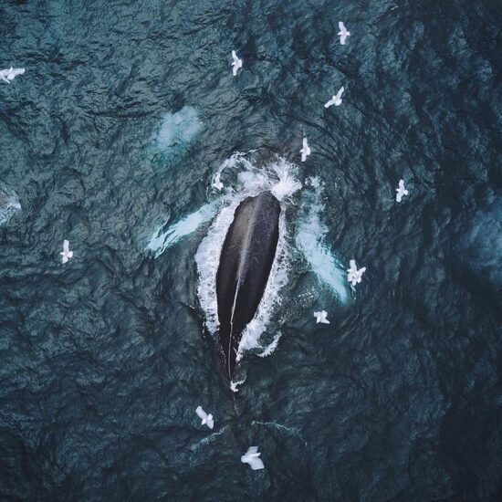 Whale watching, Vancouver Island