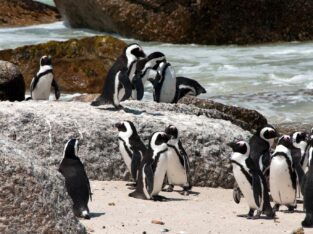 Boulders Beach, Cape Town