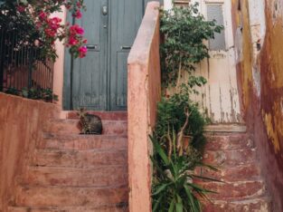 Greece Corfu Island cats