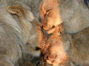 South African wildlife