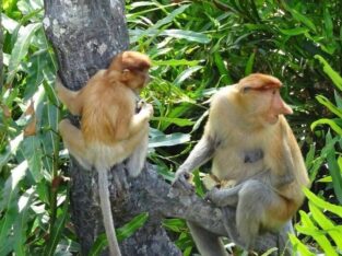 Tailor Made Holidays in Borneo