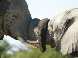 Namibia, elephants