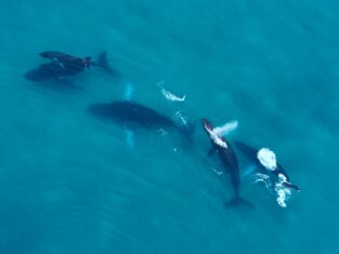 Panama, whale watching