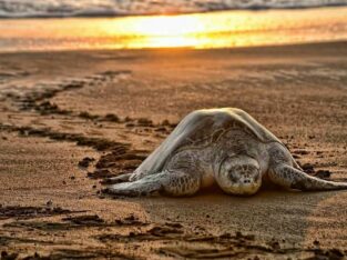 Panama, turtle refuge at Isla Canas