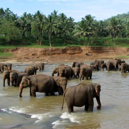 Elephant Sanctuary at Pinnawala, Sri Lanka