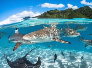 Lemon sharks, Tahiti