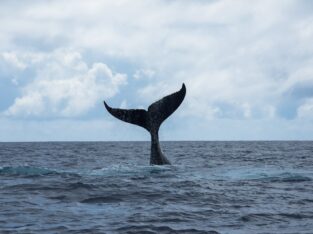 Whale watching, French Polynesia