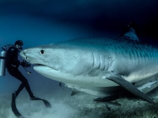 Panama, diving with tiger sharks