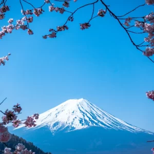 Snow-capped Mount Fuji framed by pink cherry blossoms, a classic springtime scene from a Tokyo multi-centre holiday