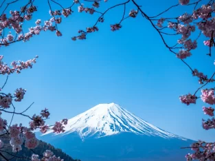 Snow-capped Mount Fuji framed by pink cherry blossoms, a classic springtime scene from a Tokyo multi-centre holiday