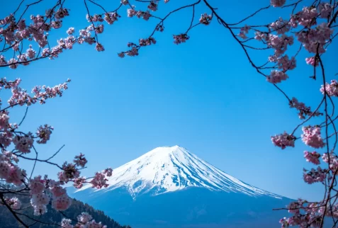 Snow-capped Mount Fuji framed by pink cherry blossoms, a classic springtime scene from a Tokyo multi-centre holiday