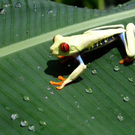 Costa Rica wildlife