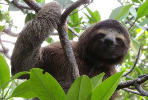 Sloth Costa Rica