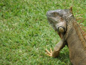Friendly iguana Mawamba Lodge