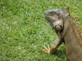 Friendly iguana Mawamba Lodge