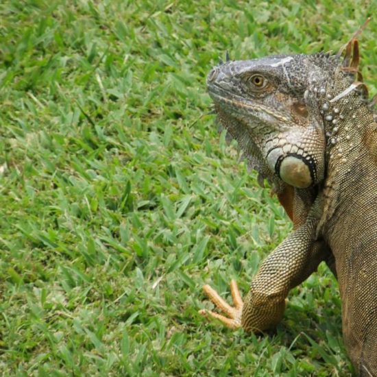Friendly iguana Mawamba Lodge
