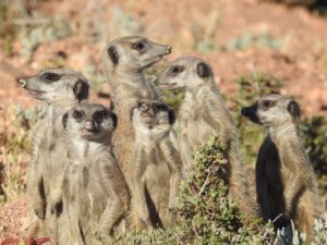 Meerkat farm in Oudtshoorn South Africa