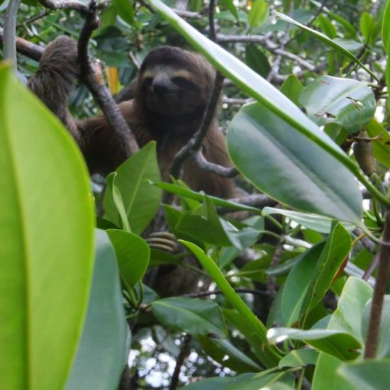 Sloth Jungle Costa Rica