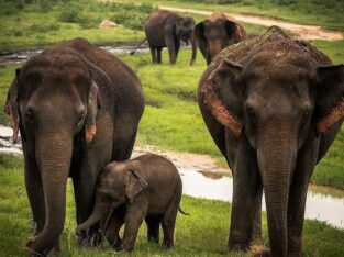 Sri Lanka Pinnawala Elephant orphanage